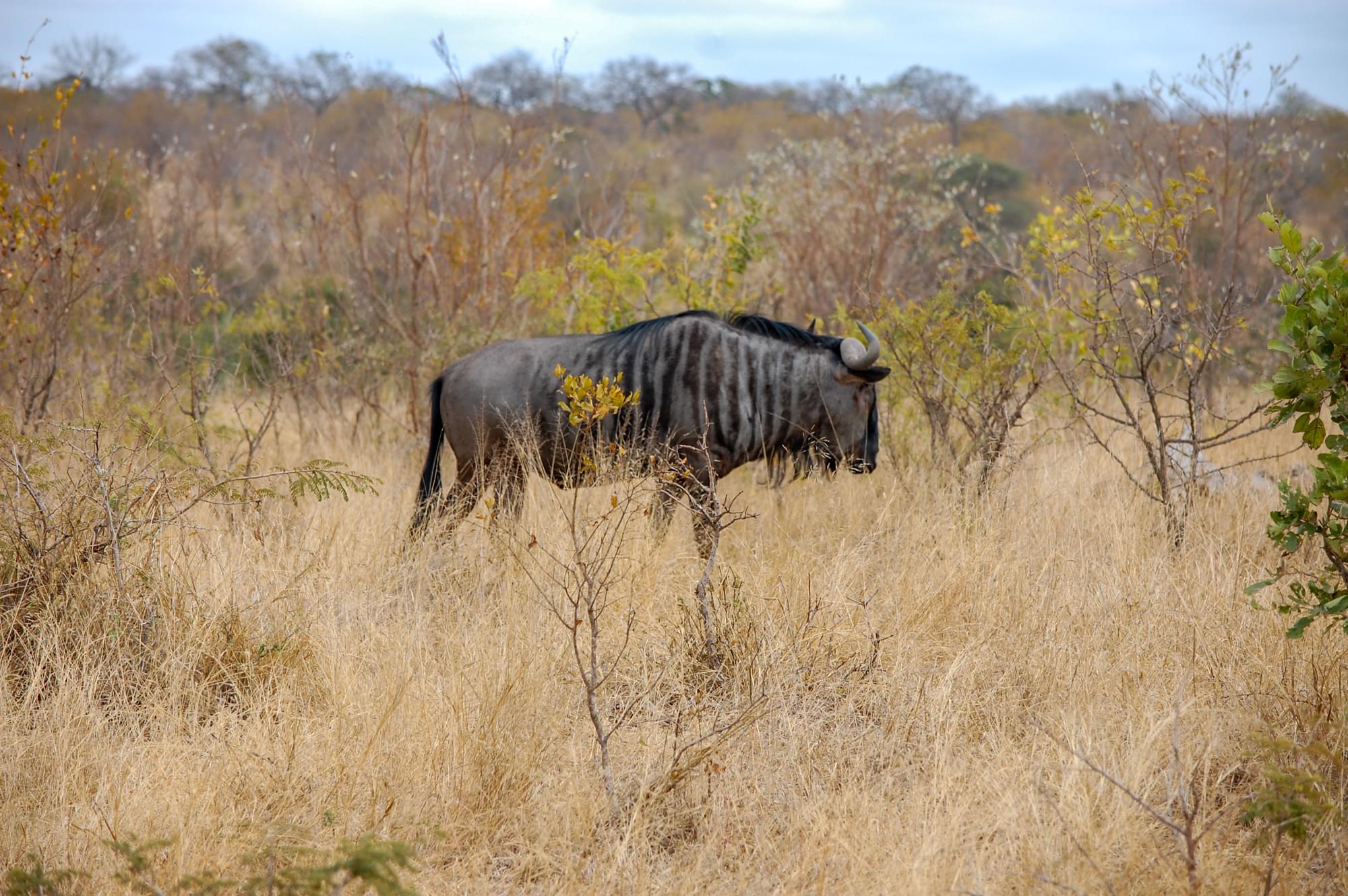 20120729   Sudafrica 0338